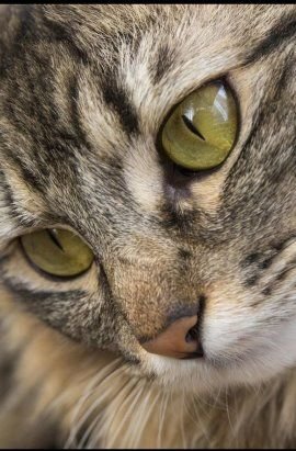 Кошка - взгляд, кошка, глаза - оригинал