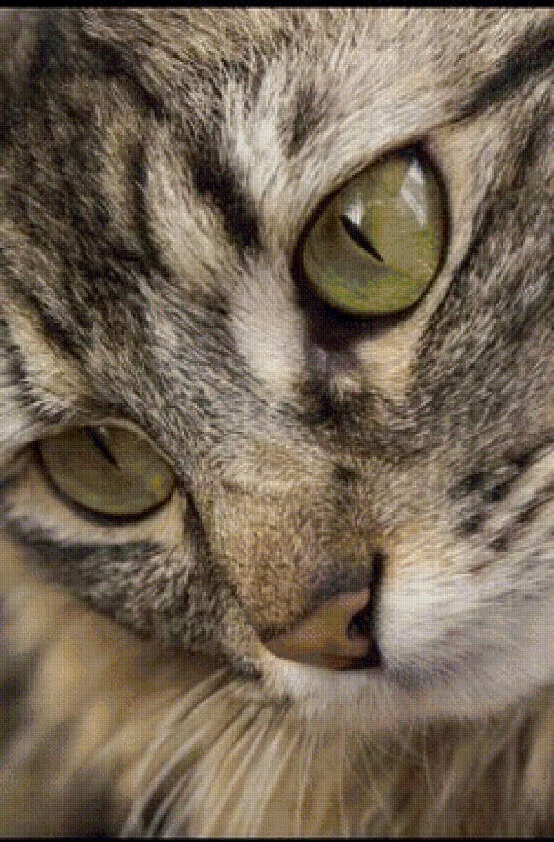 Кошка - кошка, взгляд, глаза - предпросмотр