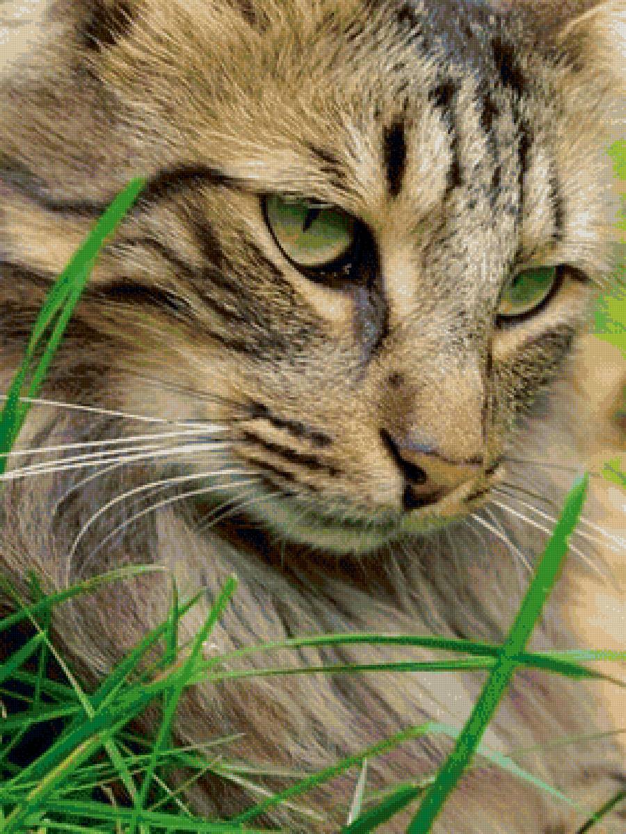 Кошка - кошка, глаза, взгляд - предпросмотр