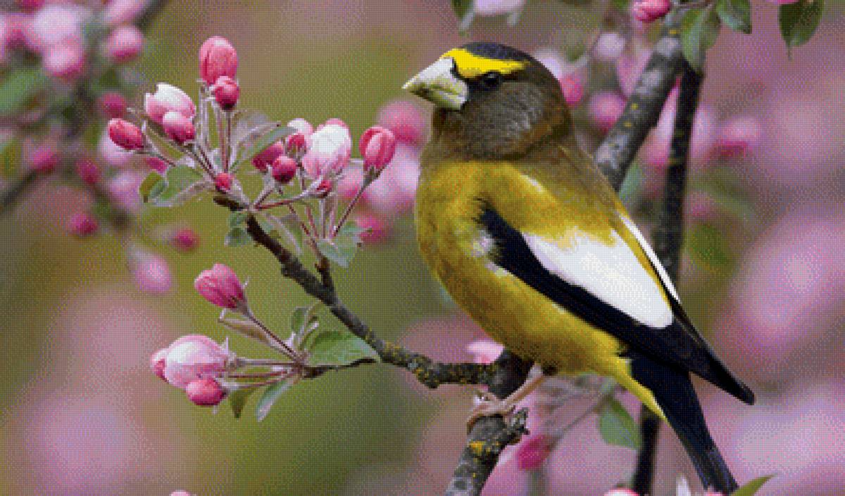 Птичка на ветке - весна, ветка, птица, цвет, цветение, птичка - предпросмотр