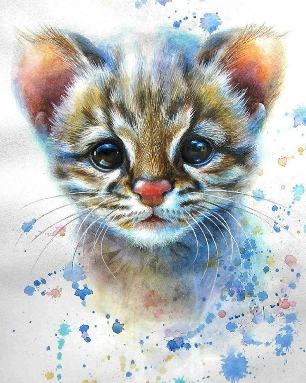 Котик - котик, рисунок, животные - оригинал
