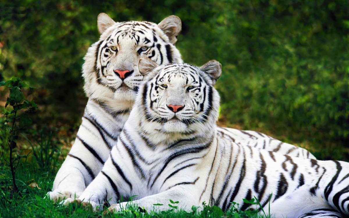 Белые тигры - тигр, животные, тигры - оригинал