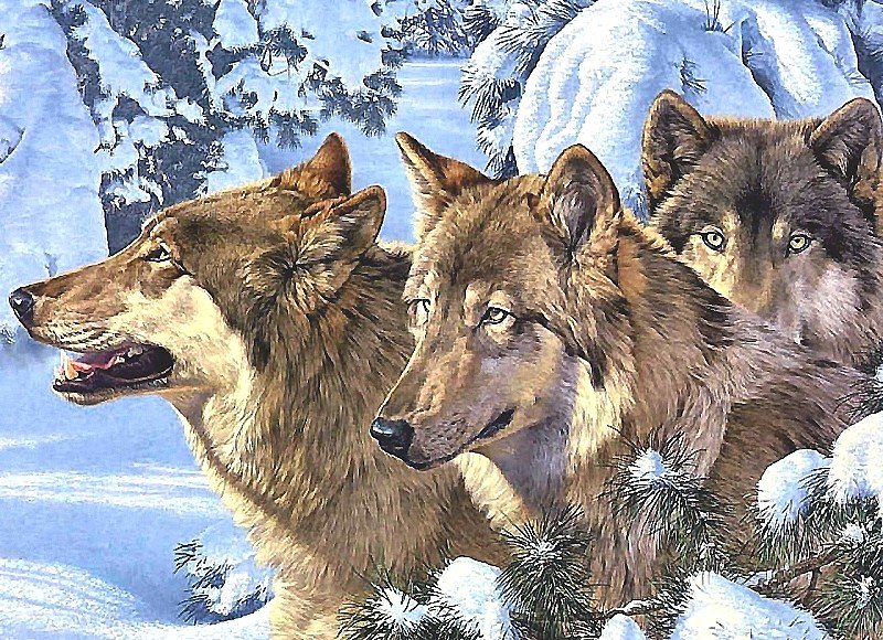 волки - мир животных - оригинал