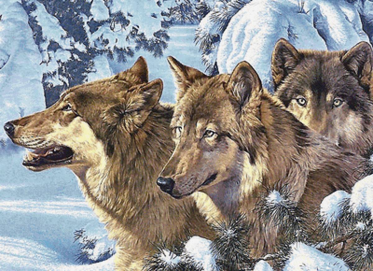 волки - мир животных - предпросмотр