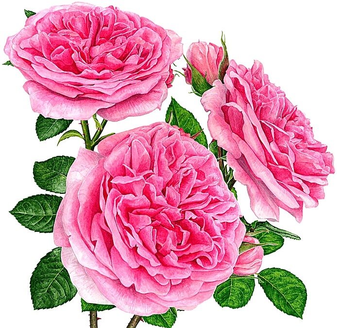 №1873782 - розы - оригинал