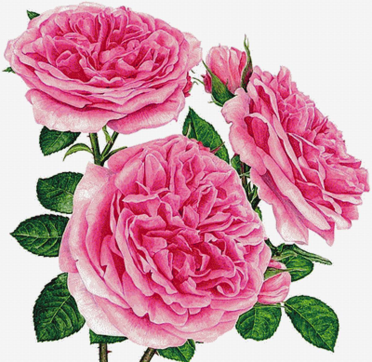 №1873782 - розы - предпросмотр