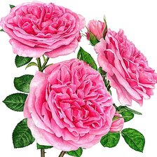 Схема вышивки «№1873782»