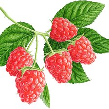 Схема вышивки «№1873786»