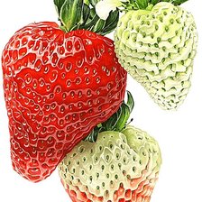 Схема вышивки «№1874235»