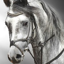 Оригинал схемы вышивки «лошадь» (№1874512)