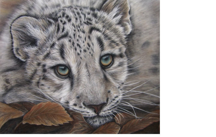 Леопард - звери, животные - оригинал