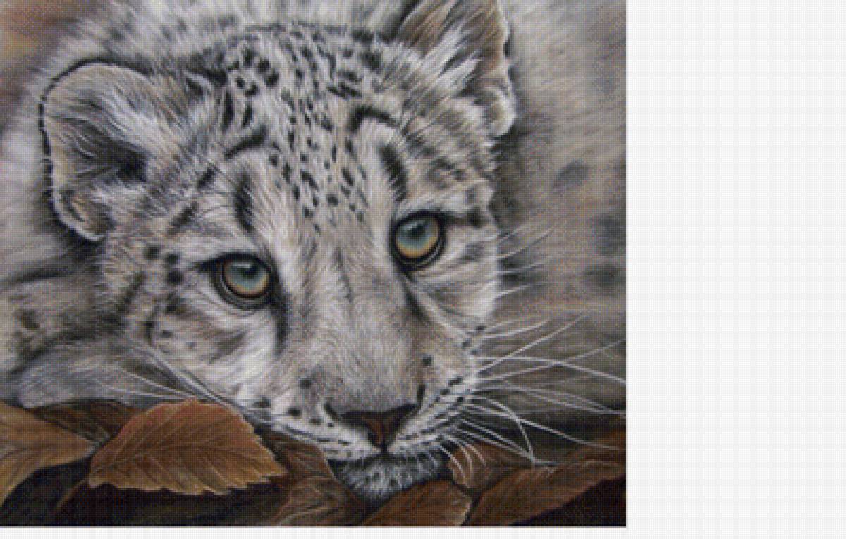 Леопард - звери, животные - предпросмотр