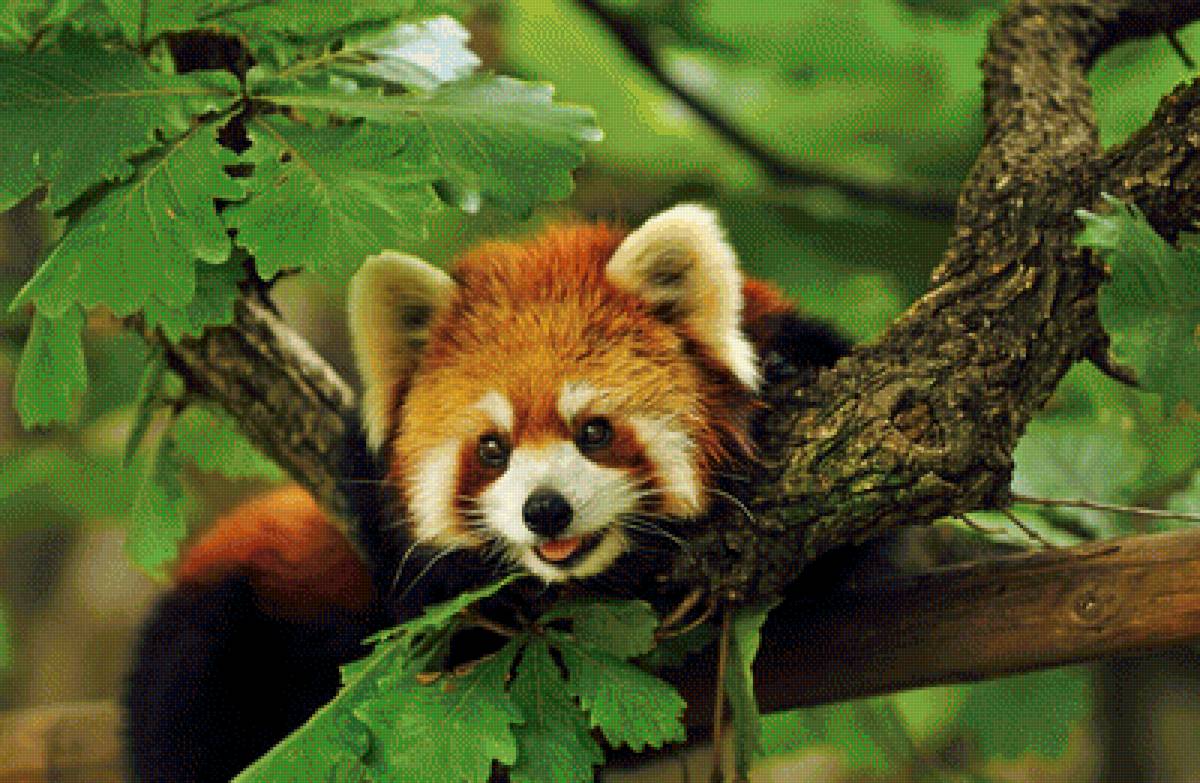 Красная панда - панда, природа, дерево, рисунок, животные - предпросмотр