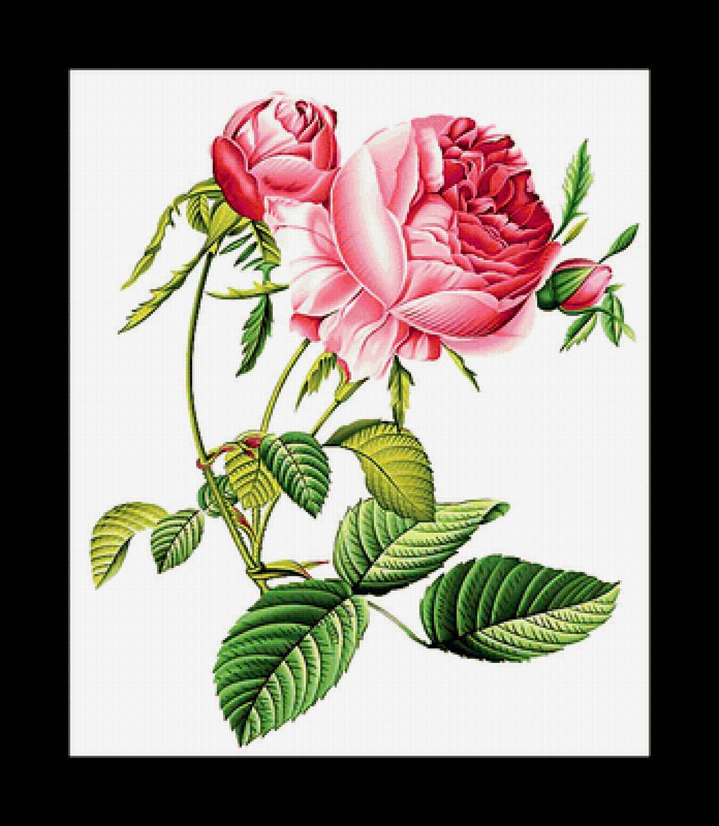 Серия "Розы". - флора, цветы, розы - предпросмотр