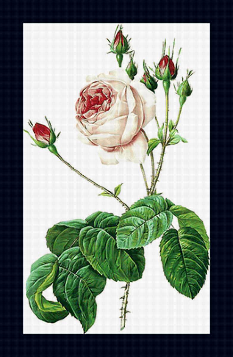 Серия "Розы". - розы, флора, цветы - предпросмотр
