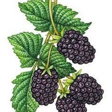 Оригинал схемы вышивки «на кухню» (№1875402)