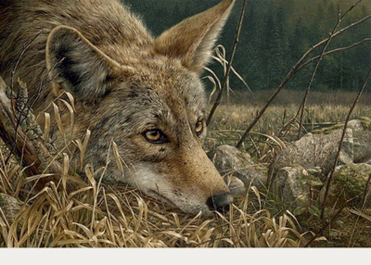 Волк - животные, звери - предпросмотр