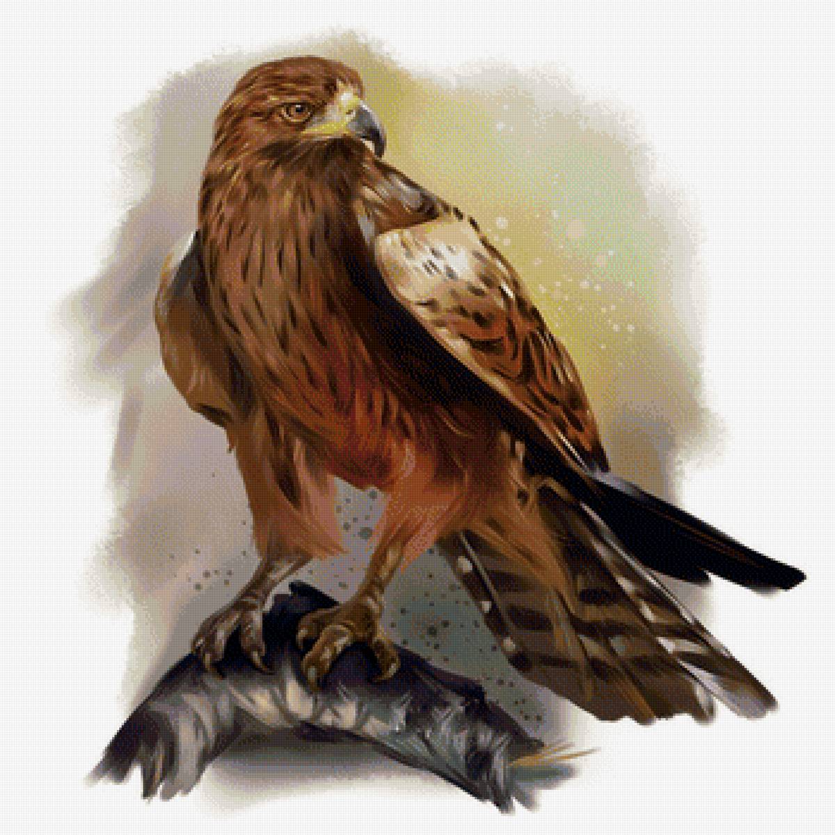 Орёл - птица, рисунок, орел - предпросмотр