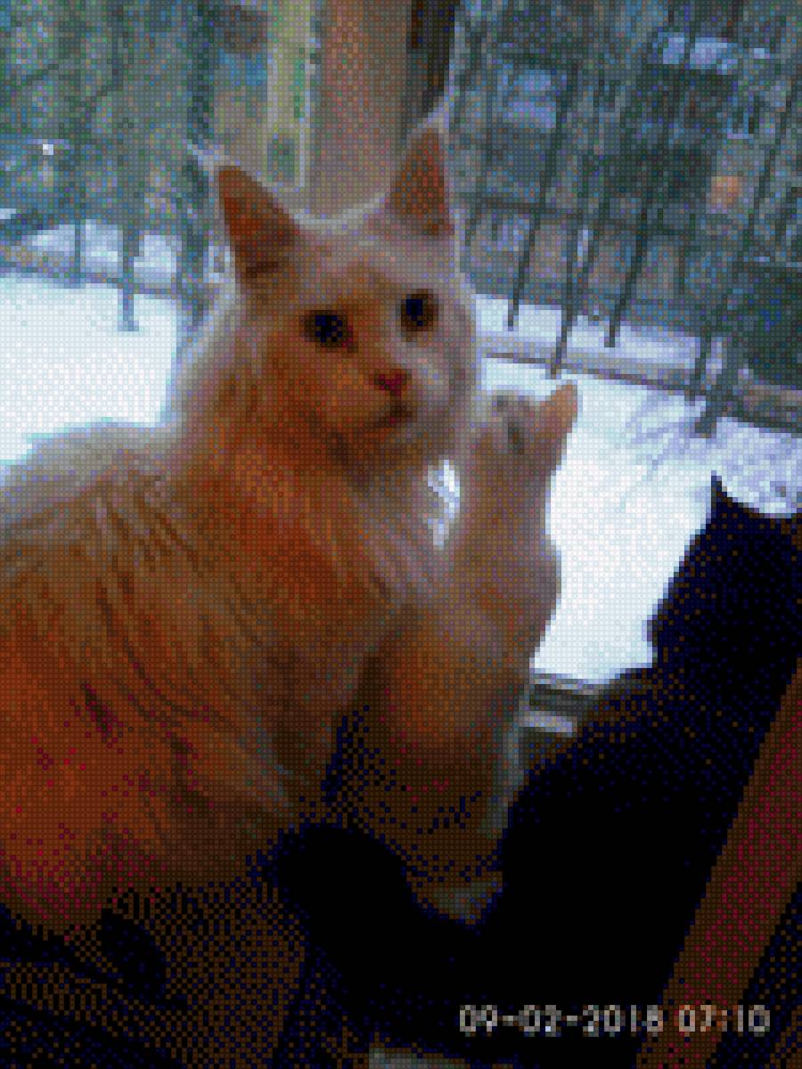 Мои любимые котики - зима, котики, мейн кун, белый, три - предпросмотр