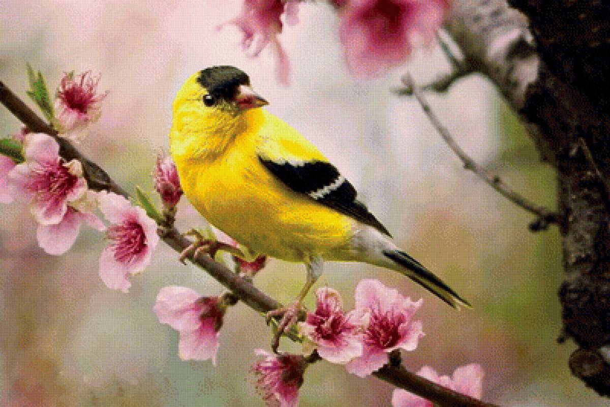 Птичка на ветке - цветение, весна, птичка, цвет, ветка, птица - предпросмотр