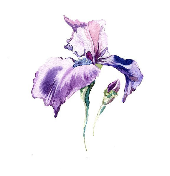 Ирис - цветы, акварель, ирис - оригинал