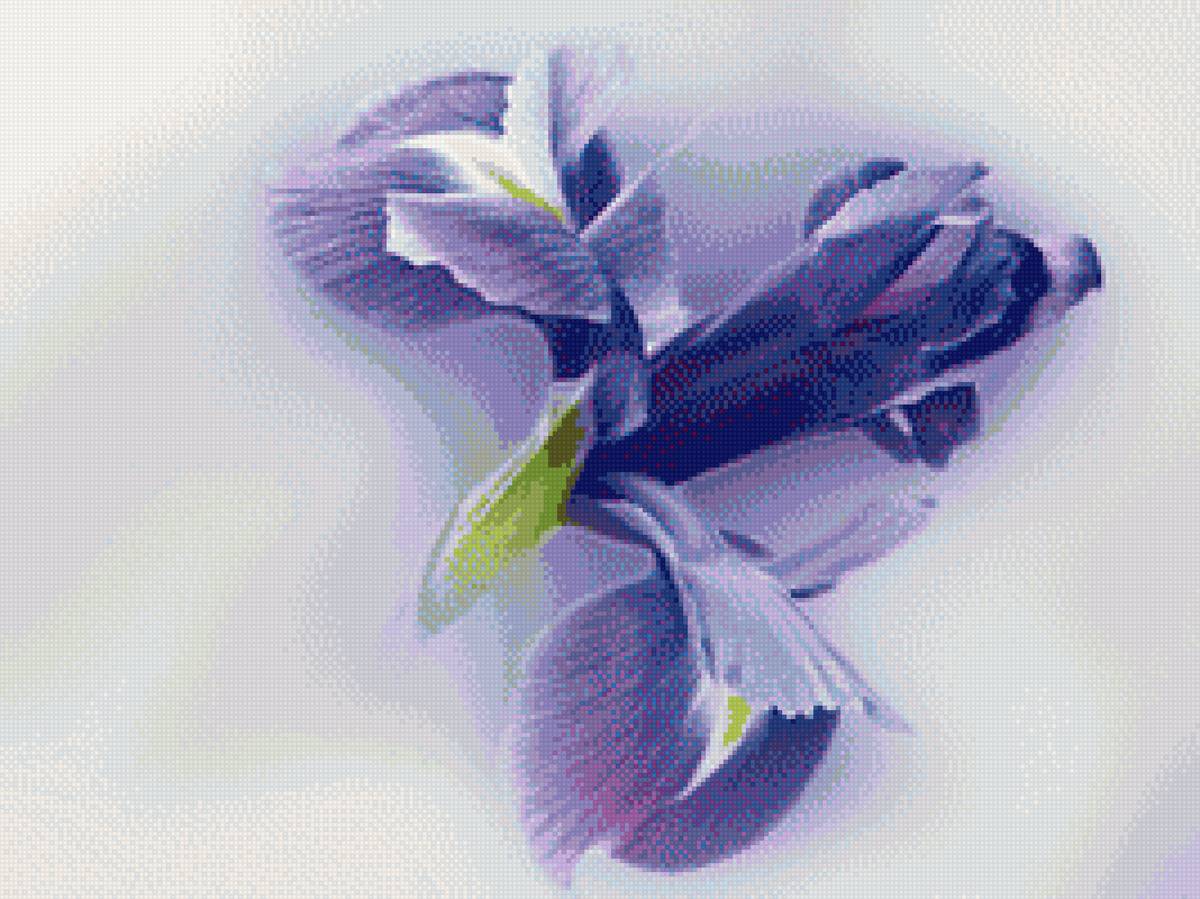 Ирис синий - цветы, синий, ирис, акварель - предпросмотр