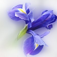 Схема вышивки «Ирис синий»