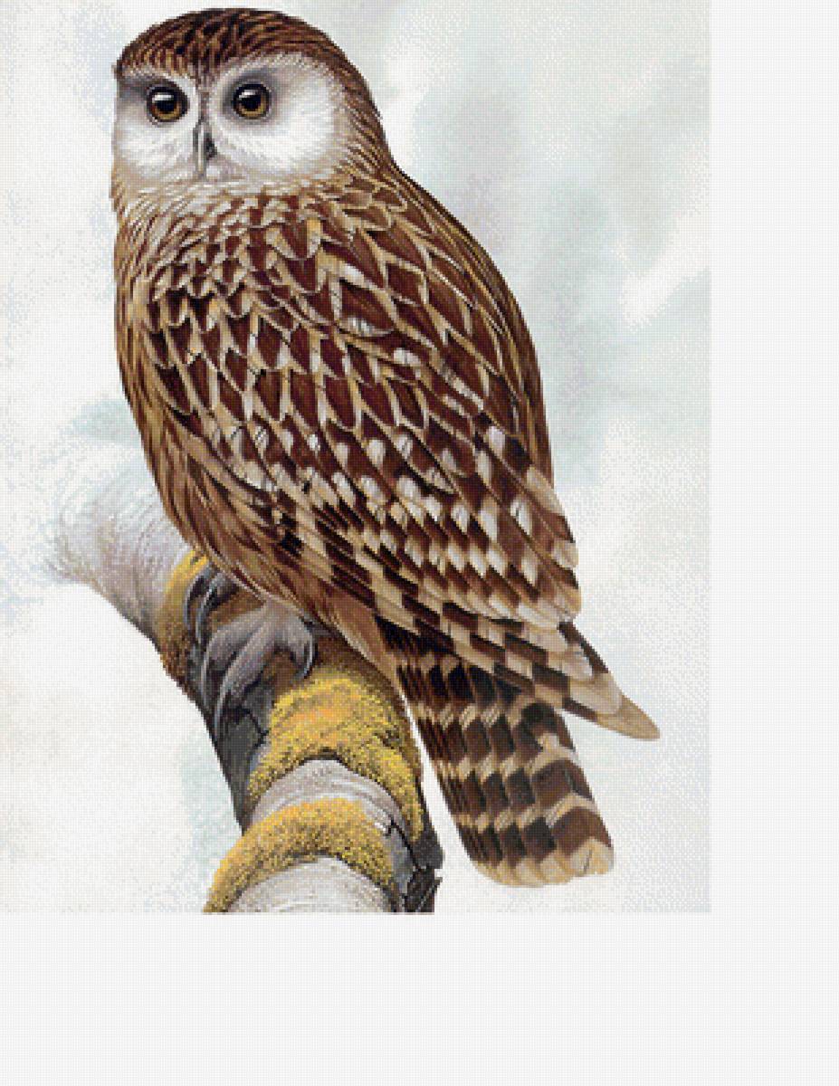 Совушка - птицы - предпросмотр