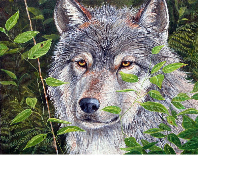 Волк - животные, звери - оригинал