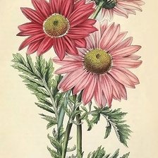 Схема вышивки «цветы»