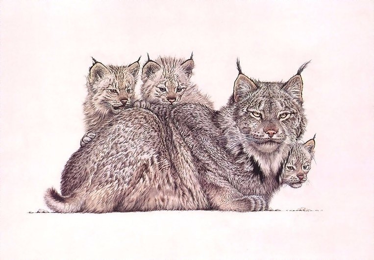 семья рыси - оригинал