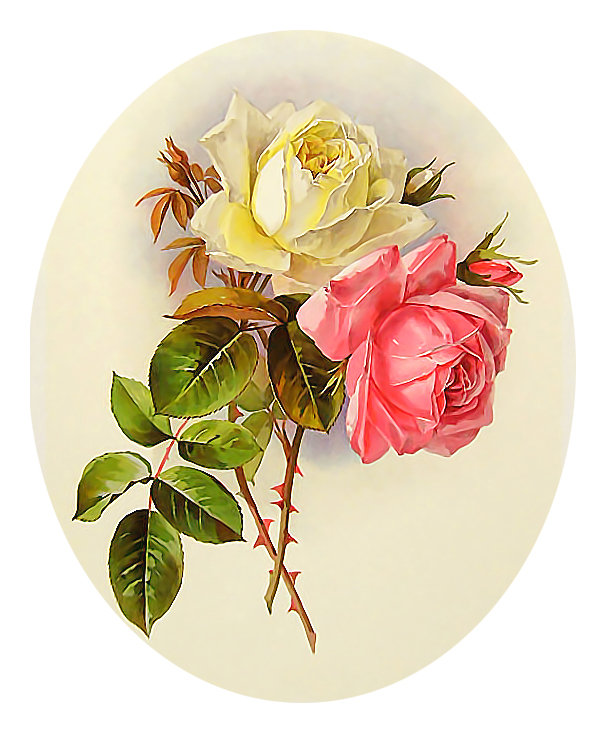 Серия "Розы". - цветы, розы, флора - оригинал