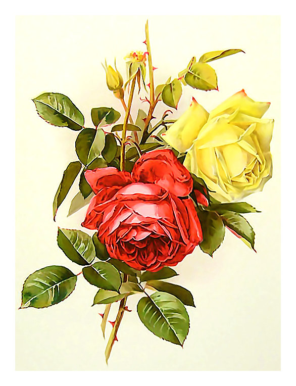 Серия "Розы". - флора, букет, цветы, розы - оригинал