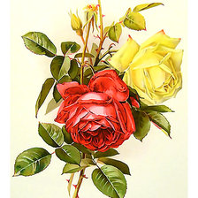 Оригинал схемы вышивки «Серия "Розы".» (№1877910)