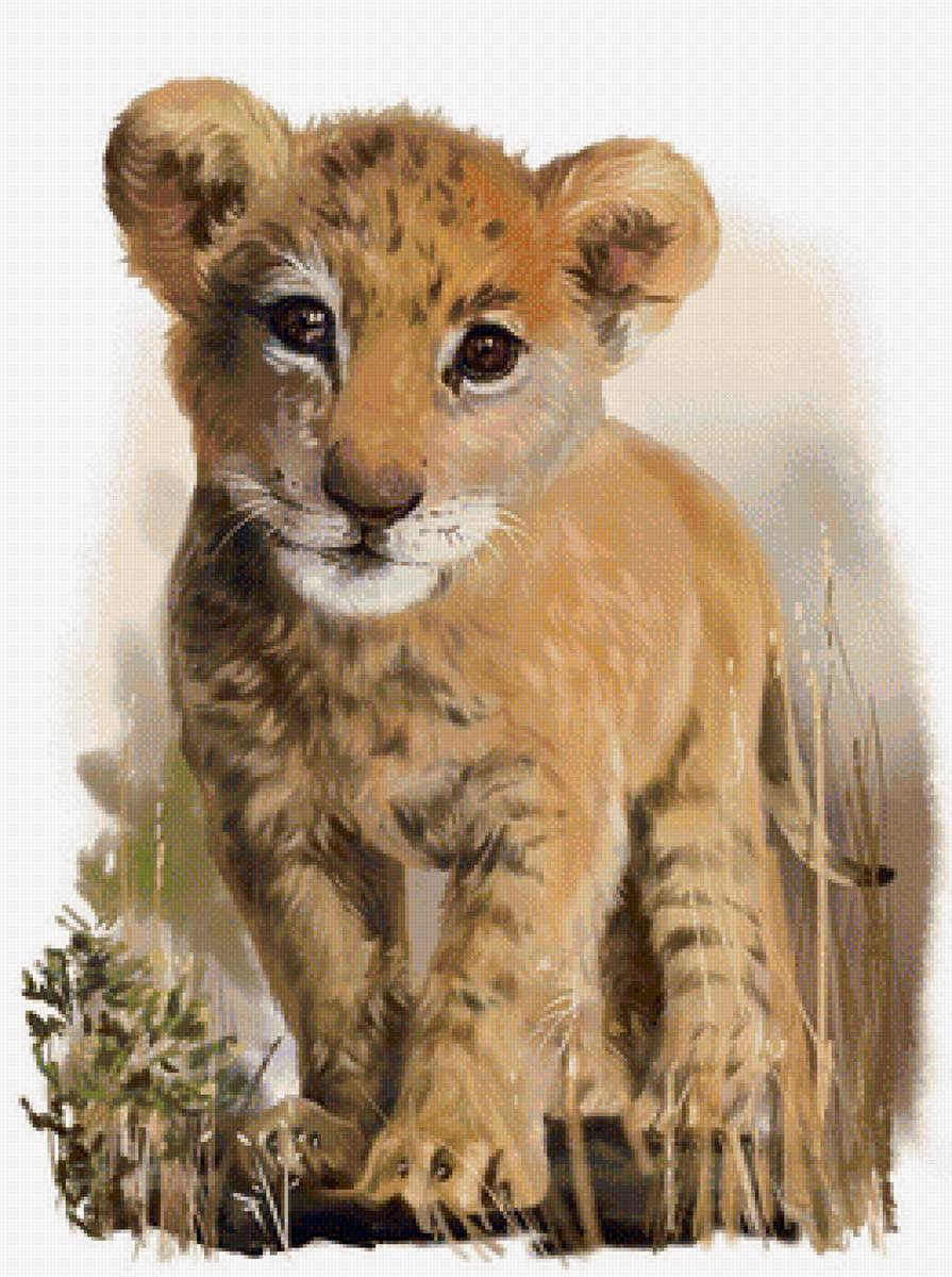 Львёнок - львенок, природа, лев, животные - предпросмотр