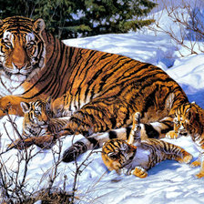 Тигрица с котятами в снегу