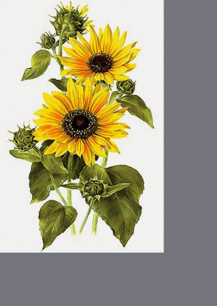 Серия "Подсолнухи" - флора, подсолнухи, цветы - предпросмотр