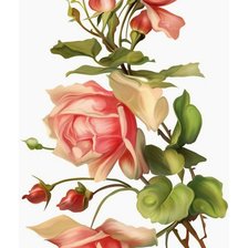 Схема вышивки «розы»