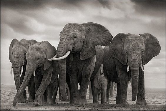 Слоны - слон - оригинал