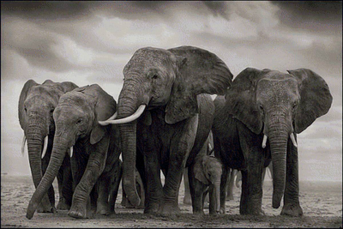 Слоны - слон - предпросмотр