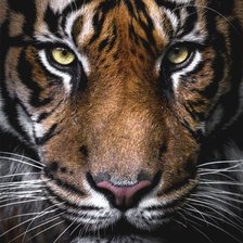 Схема вышивки «Тигр»