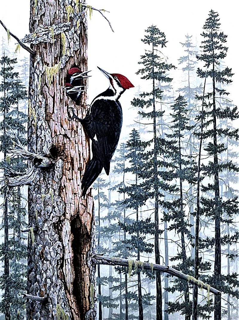 №1878760 - дятлы, птицы, пейзаж - оригинал