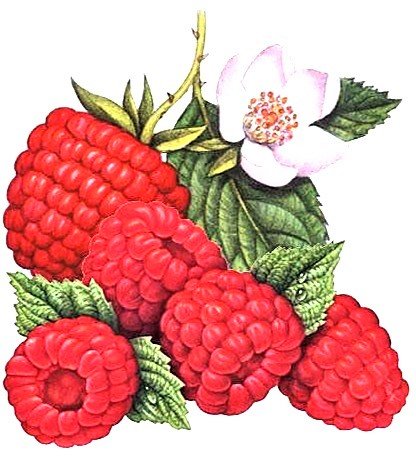 №1879018 - малина - оригинал