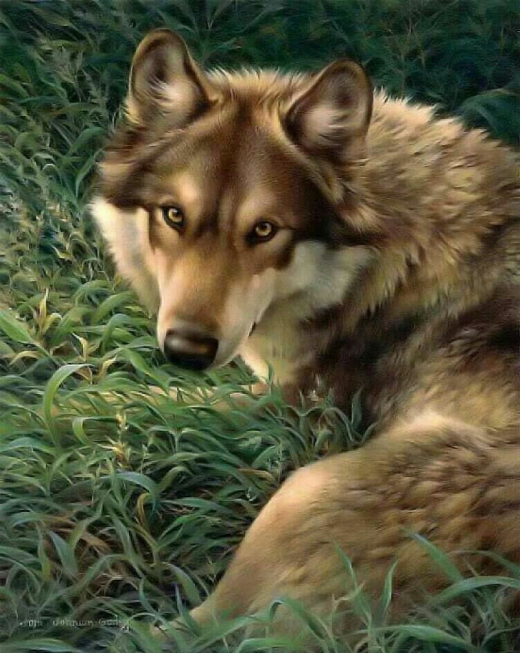 Волк - волк, рисунок, животные - оригинал