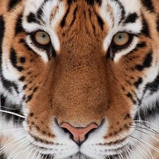 Оригинал схемы вышивки «Тигр» (№1879501)