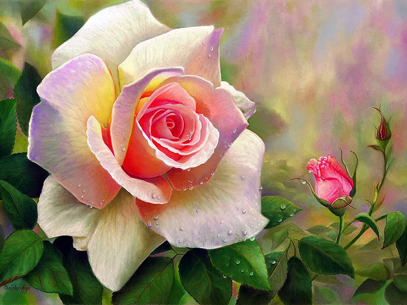 Роза - рисунок, цветы, роза, цветок - оригинал