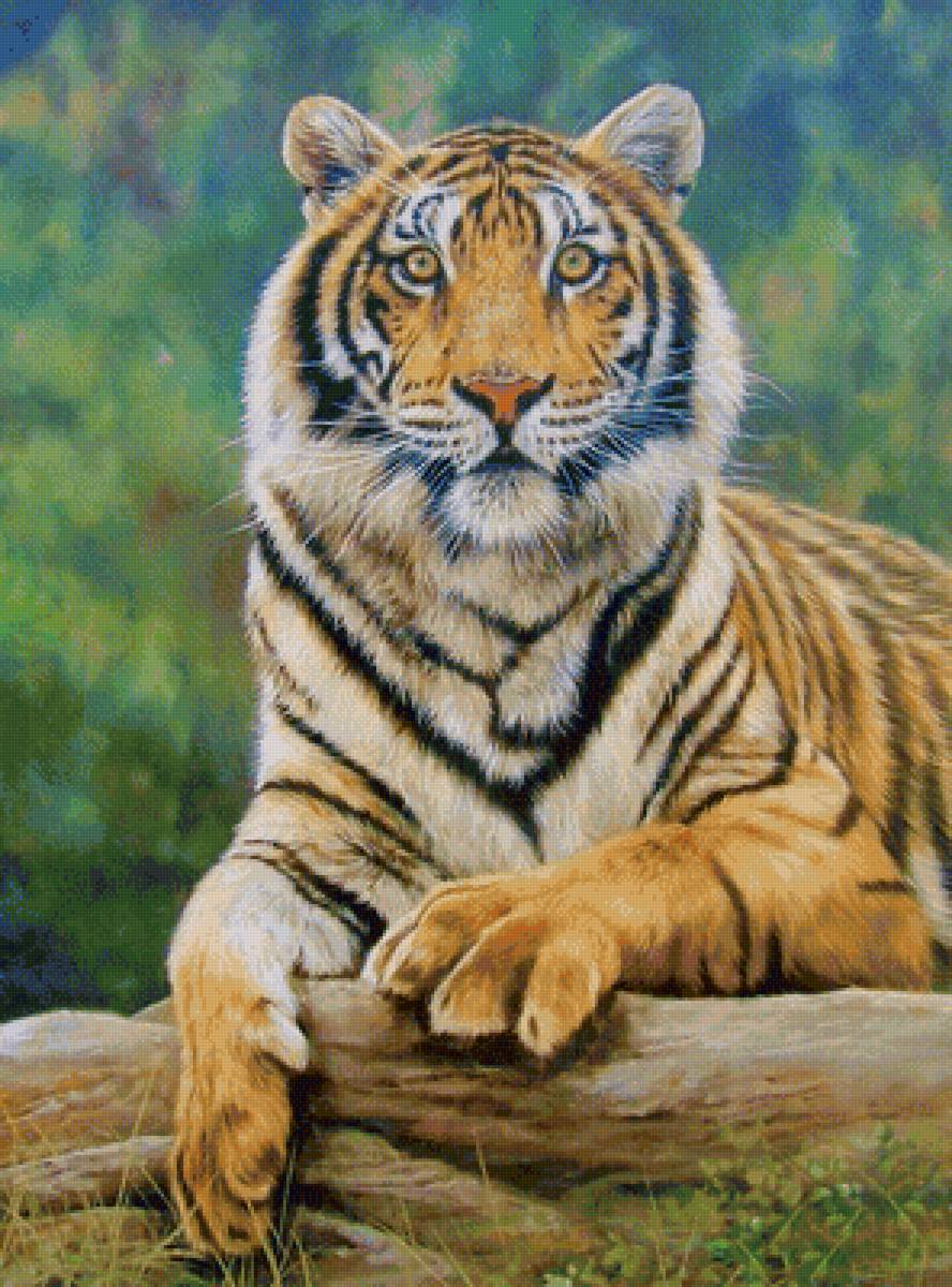 Тигр - картина, животные, тигр - предпросмотр