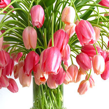 Схема вышивки «розовые тюльпаны»