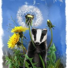 Барсук и одуванчики