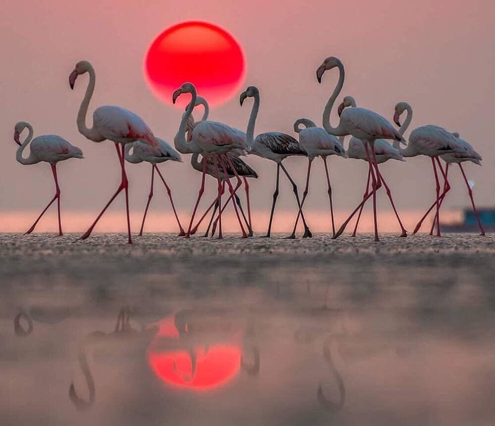 rozovii flomingo - птицы, природа - оригинал